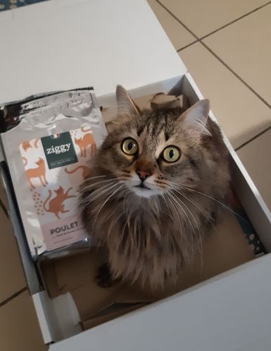 Avis photo d'un client sur Croquettes Chat Stérilisé Sans Céréales - Poulet