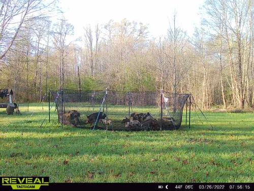Customer photo review of Pig Brig Trap System