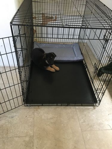 Customer photo review of Dog Crate, Heavy Duty Dog Cage With 2 Doors