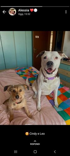 Customer photo review of Tappeto personalizzato con Cani & Gatti