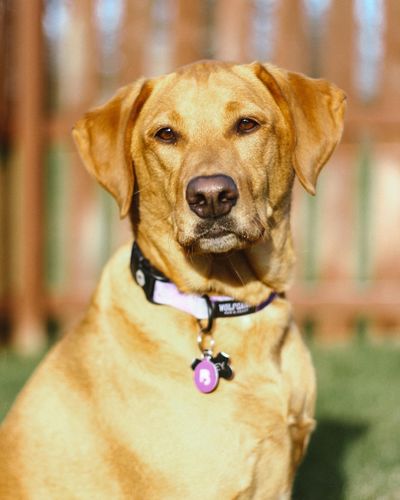 Customer photo review of Purple