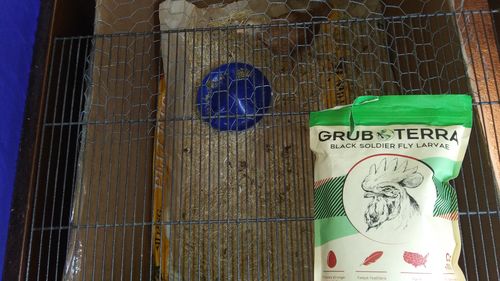 Customer photo review of GrubTerra Dried Black Soldier Fly Larvae