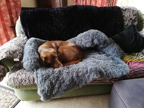 Customer photo review of Calming Couch Bed