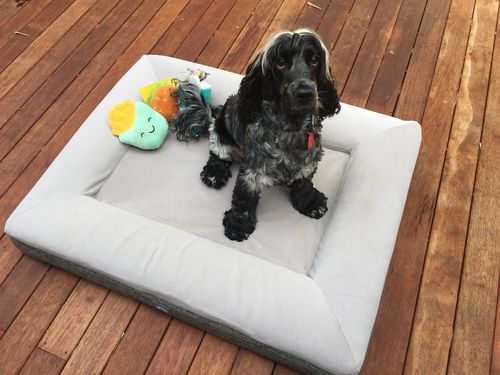 Customer photo review of Orthopaedic Memory Foam Bed