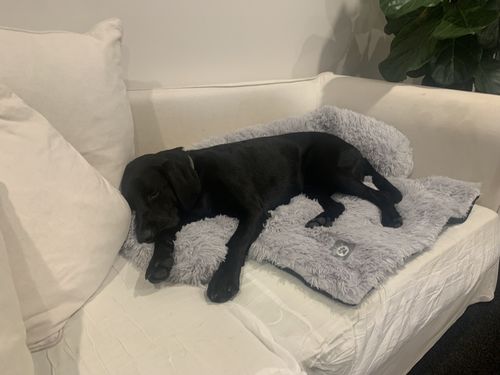 Customer photo review of Calming Couch Bed