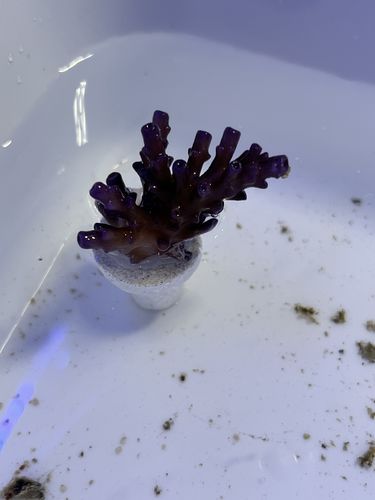 Customer photo review of Reef-Primer