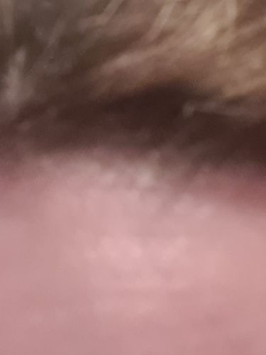 Customer photo review of Scalp Oil