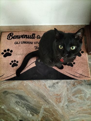 Customer photo review of Tappeto personalizzato con Cani & Gatti