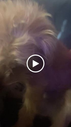 Customer video review of Teal