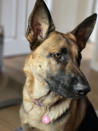 Customer photo review of Pink