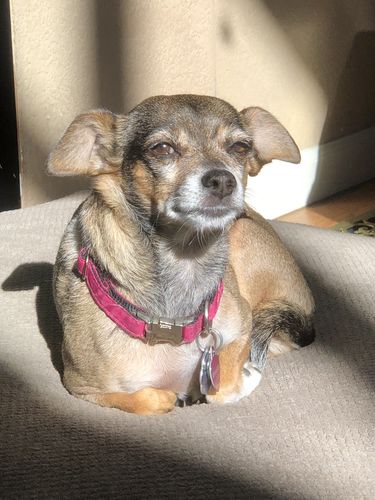 Customer photo review of Tips & Toes - Nose and Paw Balm