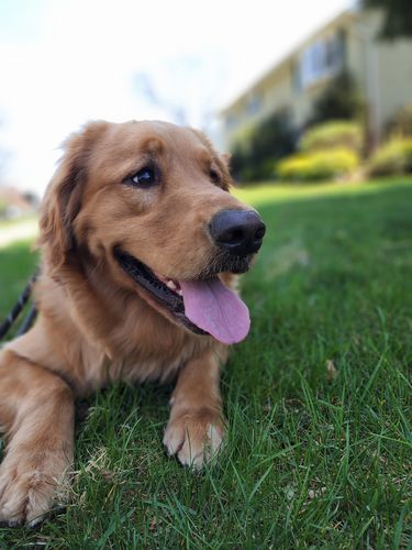 Customer photo review of Paw & Bones