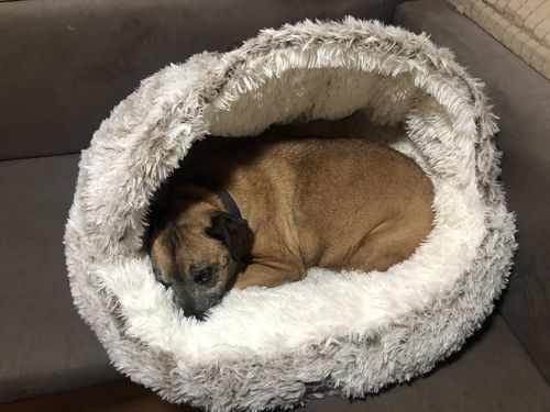 Customer photo review of Calming Cave Bed