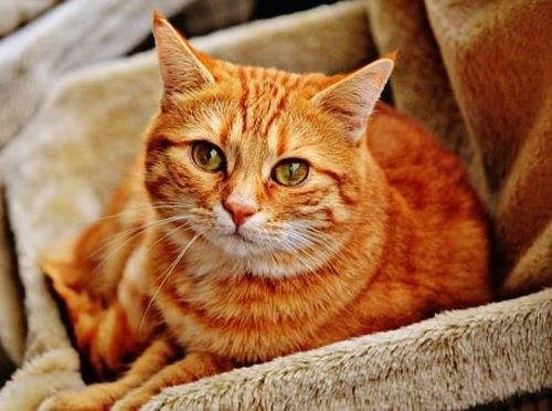 Customer photo review of Thyroid for Slow (Hypothyroid) - Cats