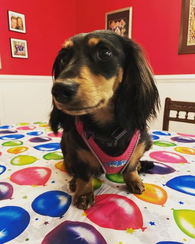 Customer photo review of Evergreen