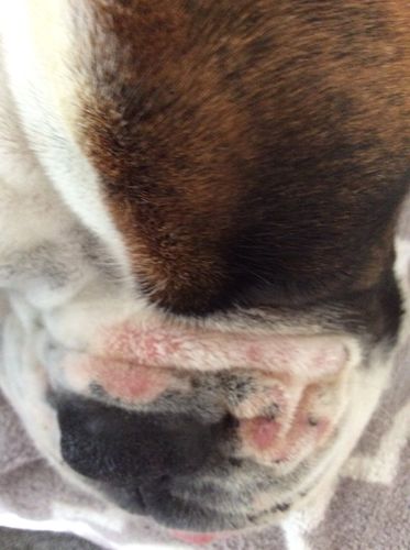 Customer photo review of Ruff Skin Salvation - Skin repair balm for dogs