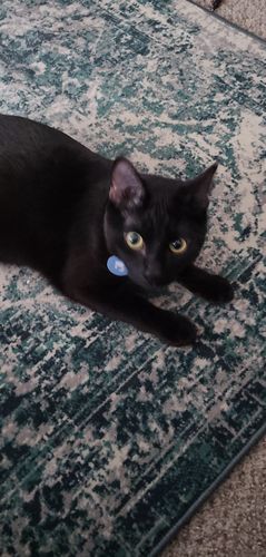 Customer photo review of Blue