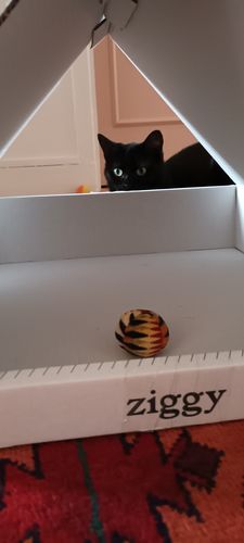 Avis photo d'un client sur Pâtée Chat Stérilisé Sans Céréales - Poulet