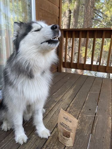 Customer photo review of Grain & Gluten-Free Pumpkin Biscuit Dog Treats