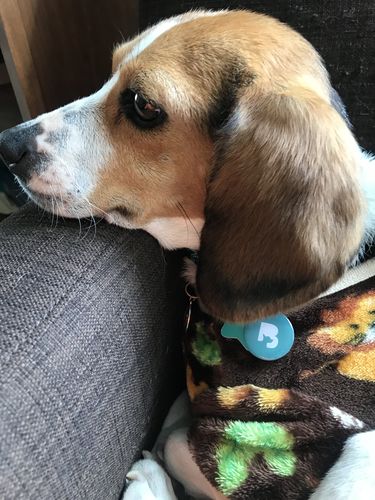 Customer photo review of Teal