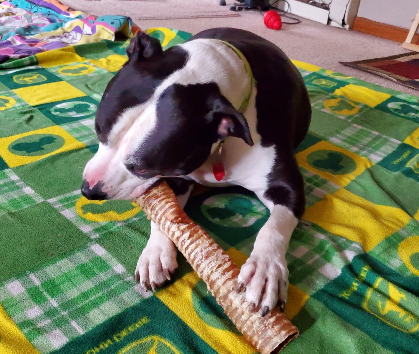 Customer photo review of Beef Trachea Tubes