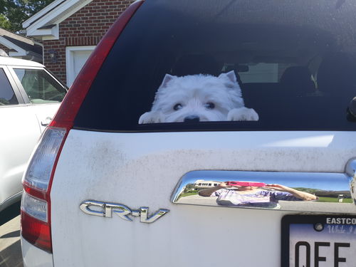 Customer photo review of Can You See Me Now - West Highland White Terrier Car/ Door/ Fridge/ Laptop Sticker V1