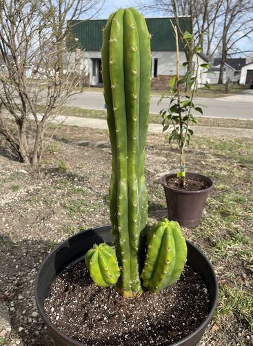 Customer photo review of San Pedro Cactus | Echinopsis pachanoi