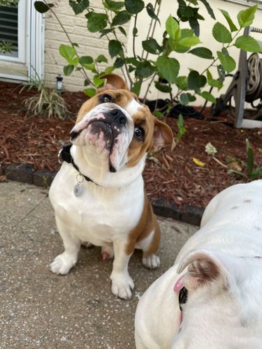 Customer photo review of Just Paws