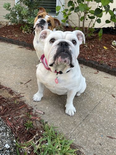 Customer photo review of Pink