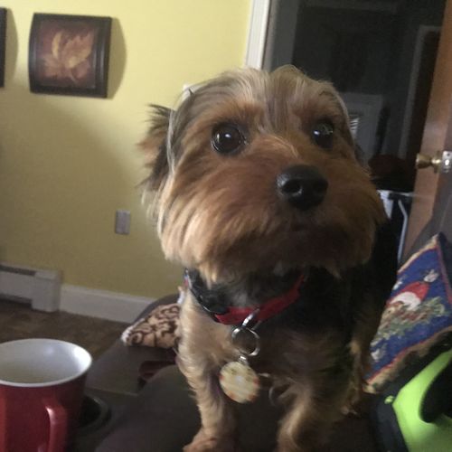 Customer photo review of Woof Pack