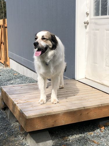 Customer photo review of Just Paws