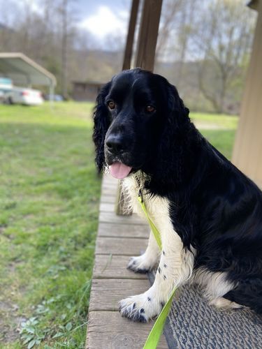 Customer photo review of Just Paws