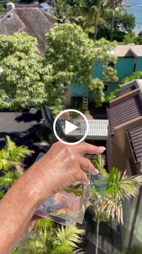 Customer video review of Classic Live Monarch Butterfly Chrysalis Box