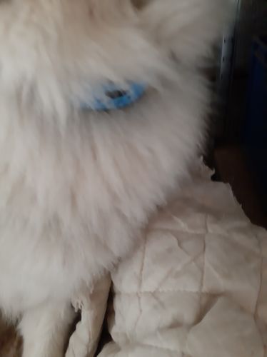 Customer photo review of Collier Anti Aboiement PuppySafe