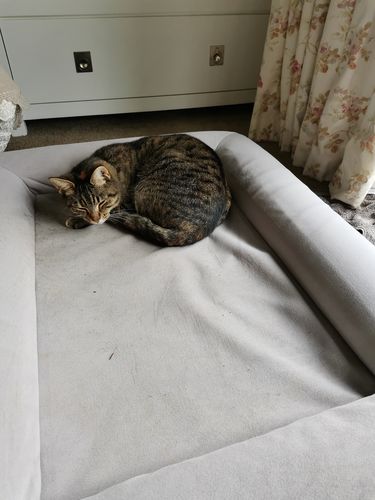 Customer photo review of Orthopaedic Memory Foam Bed