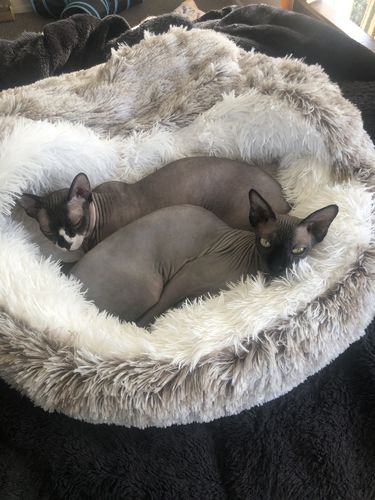 Customer photo review of Calming Cave Bed