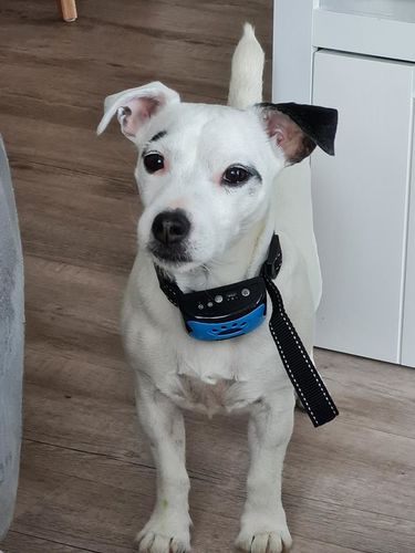 Customer photo review of Collier Anti Aboiement PuppySafe