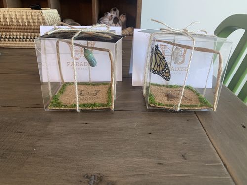 Customer photo review of Classic Live Monarch Butterfly Chrysalis Box
