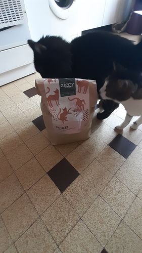 Avis photo d'un client sur Croquettes Chat Stérilisé Sans Céréales - Poulet