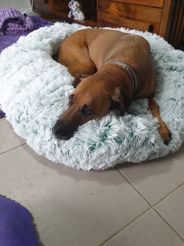 Customer photo review of Removable Cover Premium Colour Calming Dog bed