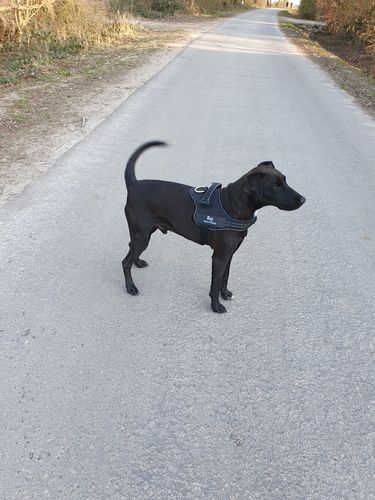 Customer photo review of Personalisierbares Premium Anti Zug Hundegeschirr