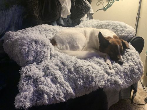 Customer photo review of Calming Couch Cover