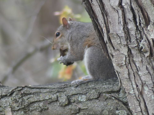 Customer photo review of Motorola Edge 20 Lite 128GB/6GB RAM (XT2139-1) GSM Unlocked International Version (New)