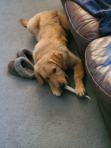 Customer photo review of REGULAR Tine Dog Chew