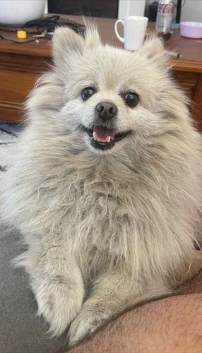 Customer photo review of Ruff Skin Salvation - Skin repair balm for dogs