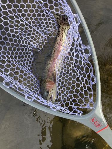 Customer photo review of JHFLYCO Carbon Fiber Landing Net With Bungee Cord and Magnetic Clasp