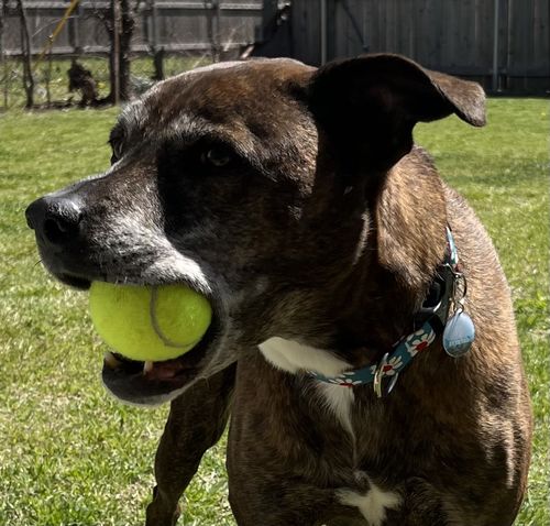 Customer photo review of Explorer