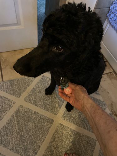 Customer photo review of Pink