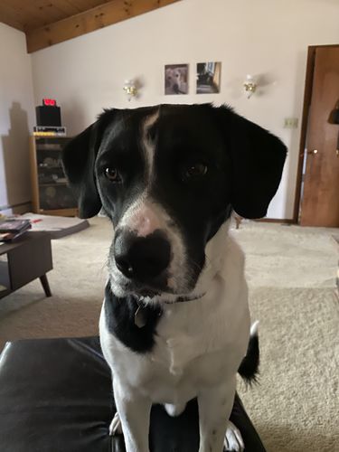 Customer photo review of OnGuard™