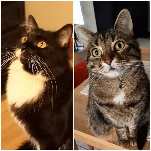Avis photo d'un client sur Pâtée Chat Stérilisé Sans Céréales - Poulet